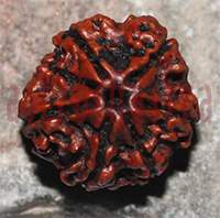 Rudraksh Beads & Pendants